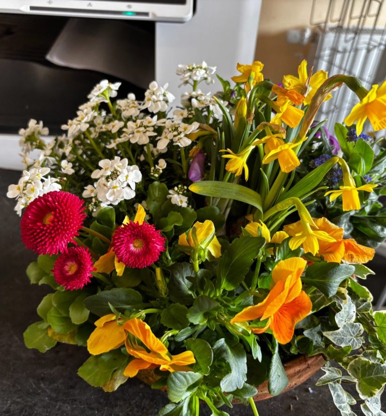 Bild einer Sommerschale